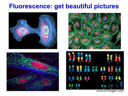 Fluorescence: get beautiful pictures