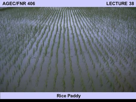 AGEC/FNR 406 LECTURE 38 Rice Paddy. World Food Production Major links between food production and the environment: 1. Food production relies on good quality.