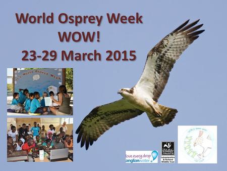 World Osprey Week WOW! March 2015