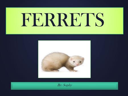 FERRETS By: Sophy. Ferrets can be kept as pets Although gorgeous, there are a few things worth considering before getting ferrets as pets. They are unlike.