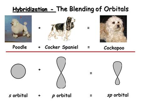Hybridization - The Blending of Orbitals Poodle + +Cocker Spaniel = = = = + +s orbitalp orbital Cockapoo sp orbital.