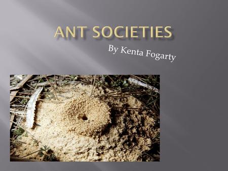 By Kenta Fogarty.  It is believed that ants have evolved from wasps and have lived on Earth for at least 100 million years.