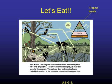 U.S.G.S. Let’s Eat!! Trophic levels. What do the First and Second Laws of Thermodynamics Tell us? First Law: Energy in = Energy Out Until humans: Energy.