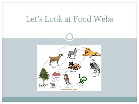 This is my food web. I'm going to take off the jaguar and see what happens.  Jaguar. - ppt download