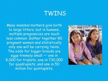 TWINS Many mammal mothers give birth to large litters, but in humans, multiple pregnancies are much less common. Gather together 80 pregnant women and.