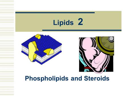 Lipids 2 Phospholipids and Steroids. Phospholipids  The structure of phospholipids is based on the structure of triglycerides but the third hydroxyl.