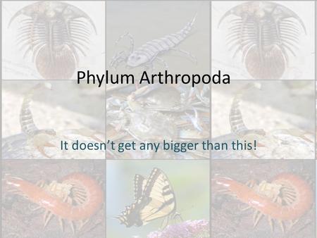 Phylum Arthropoda It doesn’t get any bigger than this!