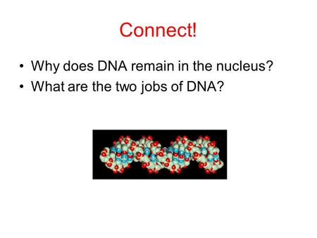 Connect! Why does DNA remain in the nucleus?