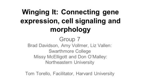 Winging It: Connecting gene expression, cell signaling and morphology Group 7 Brad Davidson, Amy Vollmer, Liz Vallen: Swarthmore College Missy McElligott.