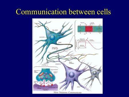 Communication between cells. R I1I1 Biology Electrical equivalent I2I2 I = I 1 + I 2 I.