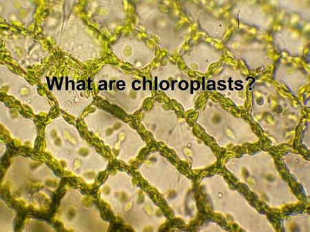 What are chloroplasts?. Chloroplasts are small green ‘bodies’ in some plant cells which enable the plant to ‘capture’ sunlight energy. Select a plant.