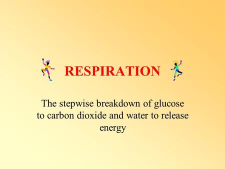 RESPIRATION The stepwise breakdown of glucose to carbon dioxide and water to release energy.
