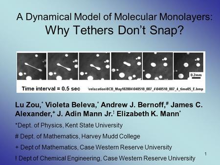 A Dynamical Model of Molecular Monolayers: Why Tethers Don’t Snap?