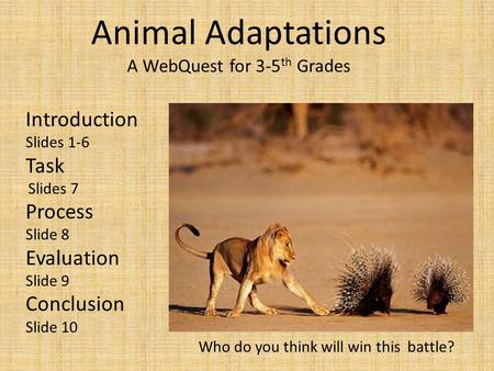 Animal Adaptations A WebQuest for 3-5th Grades