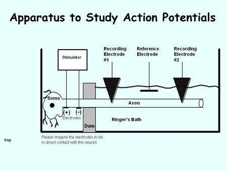 Apparatus to Study Action Potentials