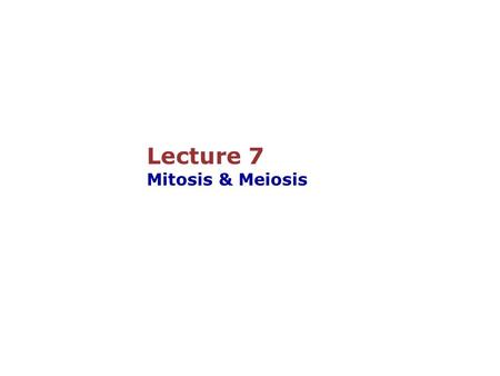 Lecture 7 Mitosis & Meiosis