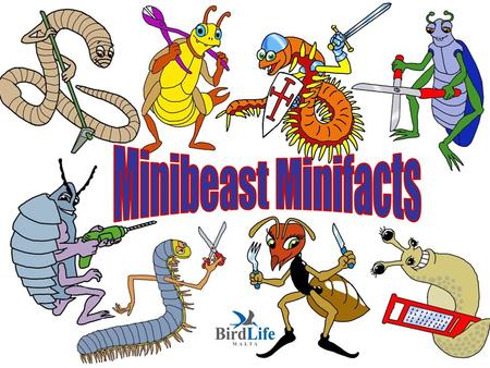 Minibeast Minifacts.