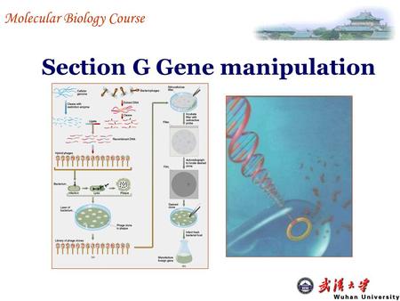Section G Gene manipulation