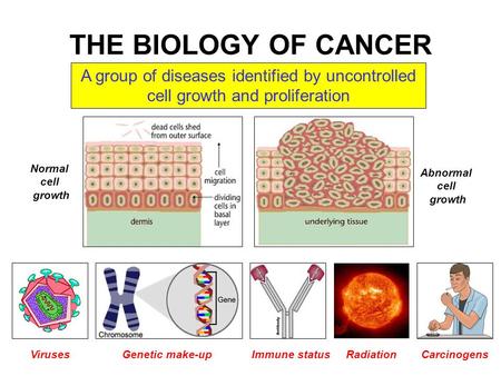 THE BIOLOGY OF CANCER A group of diseases identified by uncontrolled cell growth and proliferation VirusesGenetic make-upImmune statusRadiationCarcinogens.