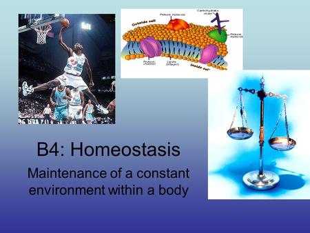 B4: Homeostasis Maintenance of a constant environment within a body.