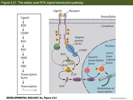 Figure 3.21 The widely used RTK signal transduction pathway