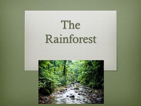 The Rainforest. Why Should I Care? The rainforest is home to many different species. At least 80% of our food originated in the rainforest, such as bananas,