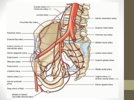 Question Blood supply of the rectum? Superior rectal artery (inferior mesenteric) Middle rectal artery (anterior division of internal iliac) Inferior.