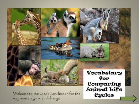 Vocabulary for Comparing Animal Life Cycles Welcome to the vocabulary lesson for the way animals grow and change.