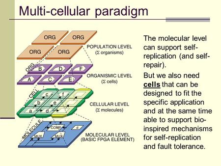Multi-cellular paradigm The molecular level can support self- replication (and self- repair). But we also need cells that can be designed to fit the specific.