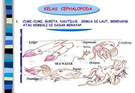 KELAS CEPHALOPODA Sepia Nautilus
