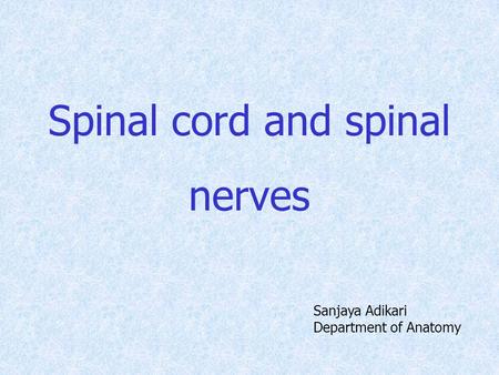 Spinal cord and spinal nerves