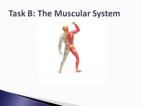 Task B: The Muscular System