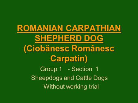 ROMANIAN CARPATHIAN SHEPHERD DOG (Ciobănesc Românesc Carpatin) Group 1- Section1 Sheepdogs and Cattle Dogs Without working trial.