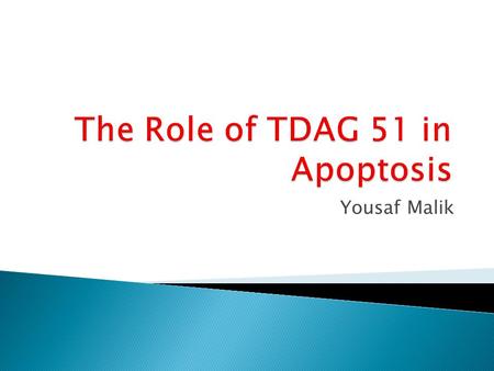 Yousaf Malik.  Mouse Embryonic Fibroblast (MEF) ◦ TDwt (cells containing the TDAG 51 gene) ◦ TDko (cells lacking the TDAG 51 gene)
