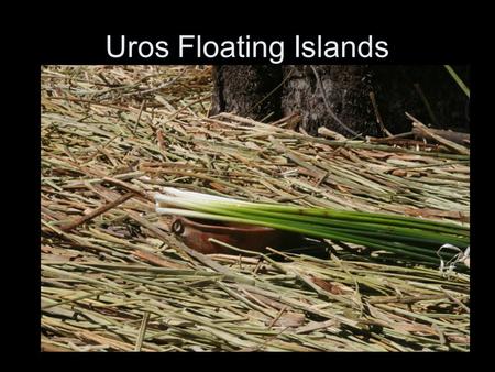 Uros Floating Islands A man harvesting the totora reeds, which is what the floating islands are made from. The totora reeds provide food, shelter, and.