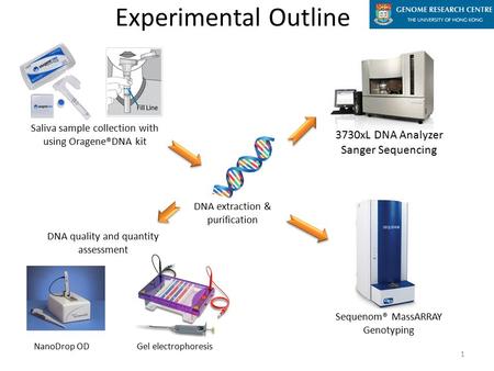 Saliva sample collection with using Oragene®DNA kit DNA extraction & purification Gel electrophoresis Experimental Outline DNA quality and quantity assessment.
