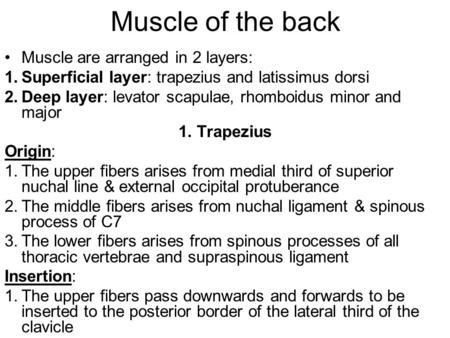 Muscle of the back Muscle are arranged in 2 layers: