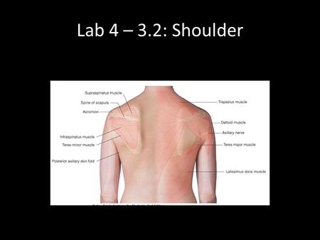Lab 4 – 3.2: Shoulder.