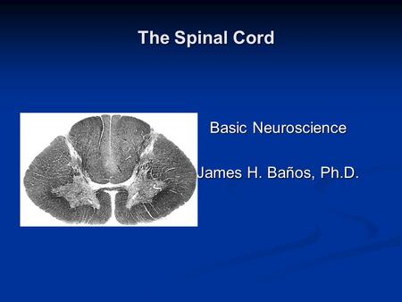 The Spinal Cord The Spinal Cord Basic Neuroscience James H. Baños, Ph.D.