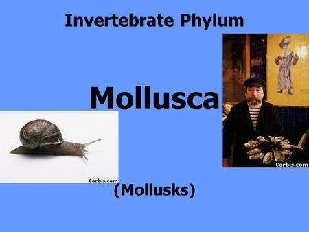 Invertebrate Phylum Mollusca (Mollusks).