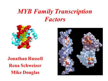 MYB Family Transcription Factors Jonathan Russell Rena Schweizer Mike Douglas.