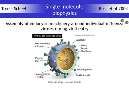 Rust et al 2004Troels Scheel Single molecule biophysics Assembly of endocytic machinery around individual influenza viruses during viral entry Influenza.