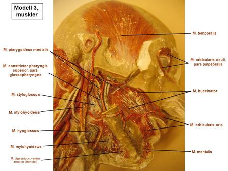 Modell 3, muskler M. temporalis M. pterygoideus medialis