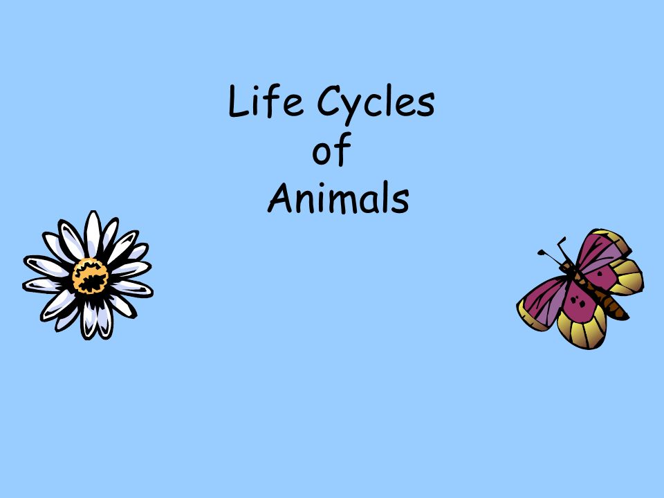 Life Cycles of Animals. - ppt video online download