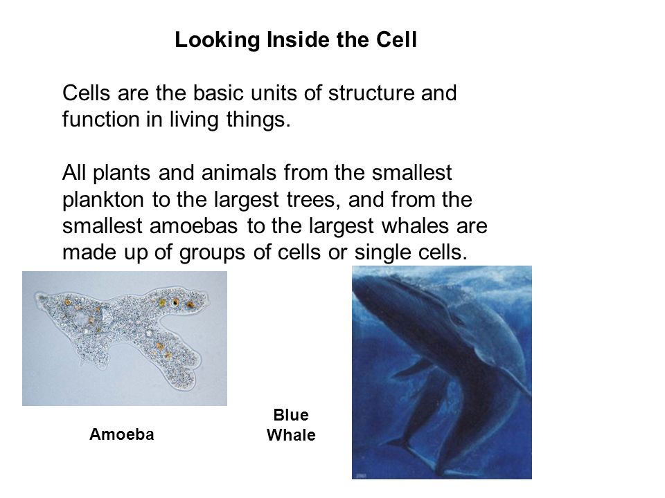 Looking Inside the Cell Cells are the basic units of structure and function in living things. All plants and animals from the smallest plankton to the. - ppt download Looking Inside the Cell Cells are the basic units of structure and function in living things. All plants and animals from the smallest plankton to the. - ppt download