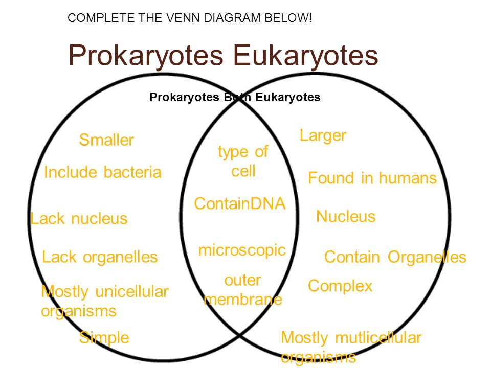 Prokaryotes Vs Eukaryotes Definations Structures 53 Off Prokaryotes Vs Eukaryotes Definations Structures 53 Off