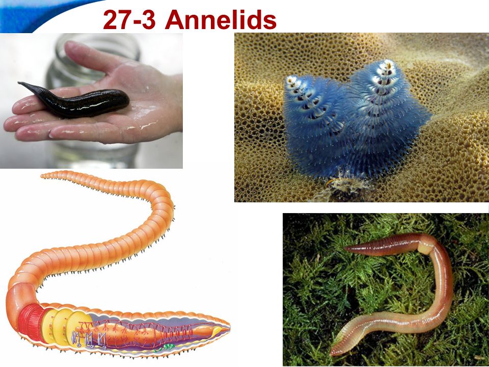 Annelid Worms and Eggs – 03/23/2014