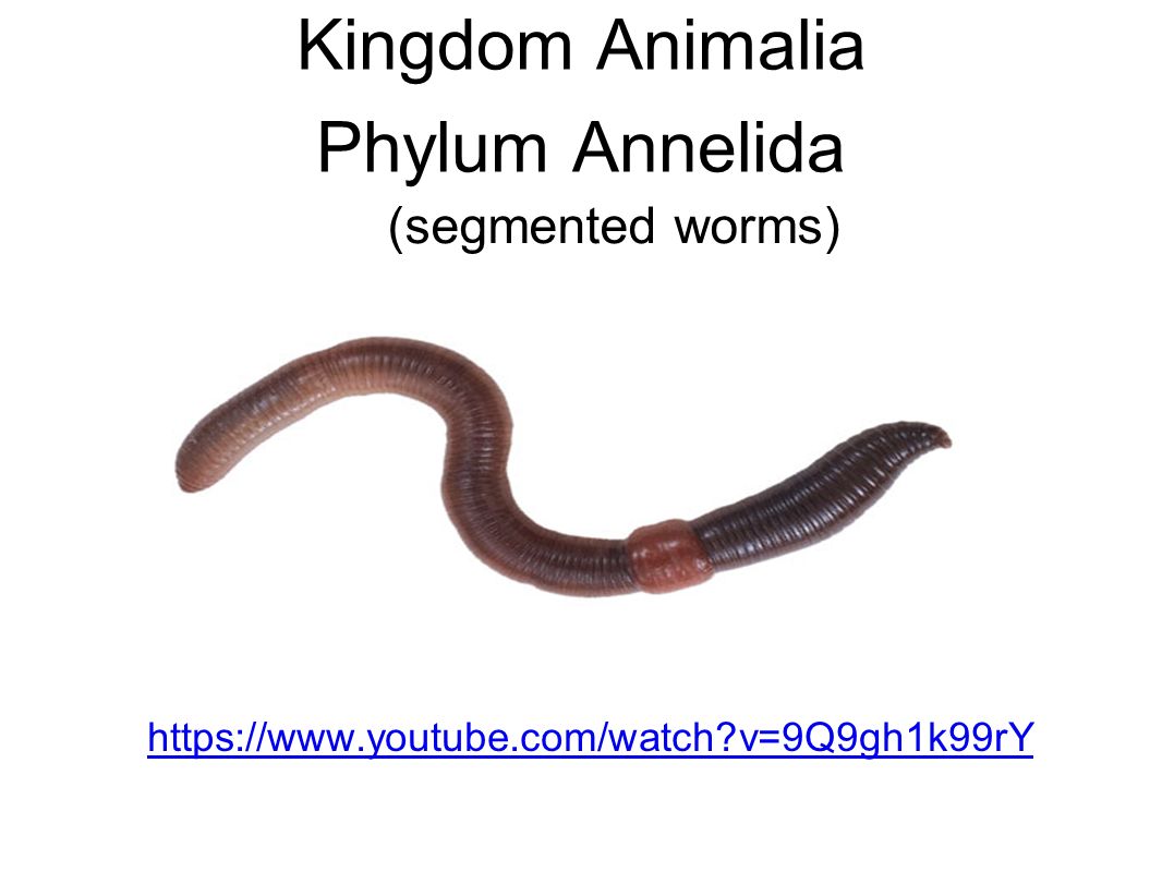 Kingdom Animalia Phylum Annelida - ppt video online download