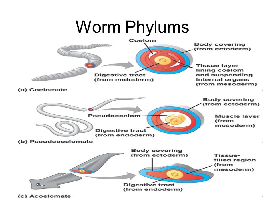 kemény pinworms