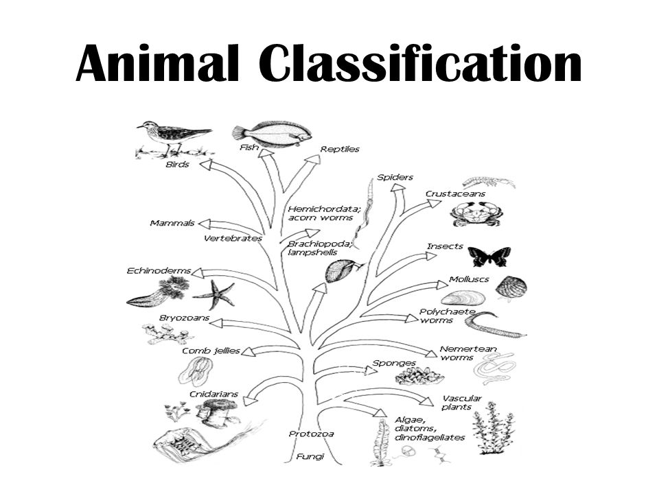 Animal Classification THE ANIMAL KINGDOM BASIC CHARACTERISTICS OF ANIMALS:  1. 2. 3. NINE ANIMAL PHYLA INVERTEBRATES: VERTEBRATES (CHORDATES): (1  phylum) - ppt download